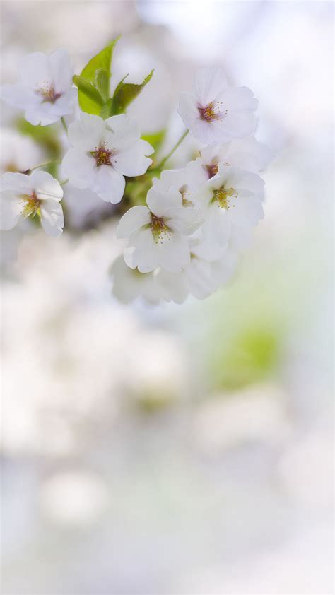 Download wallpaper 2160x3840 flowers, petals, bloom, spring, white ...