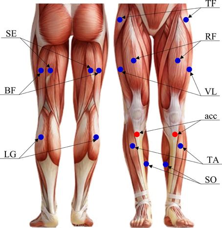 Image result for Lower Extremity EMG Testing