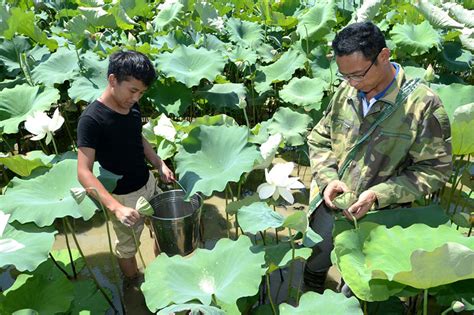 江西石城：白莲迎来收获季_图片新闻_中国政府网