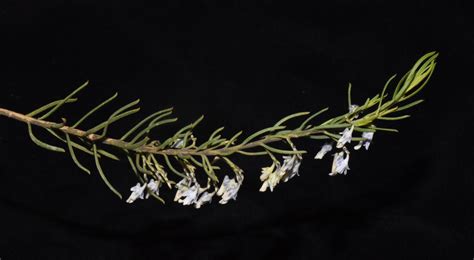 Violaceae Batsch | Plants of the World Online | Kew Science