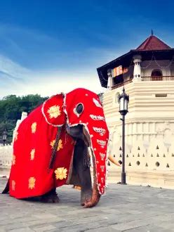Top 10 Wonders of Sri Lanka: From Temples to Tea Estates