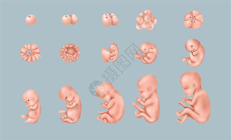 动图演示｜胎儿1-10个月发育过程，看完感叹太神奇！