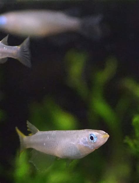 Java Rice Fish 的图像结果