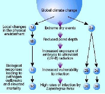 Ecological Significance of Amphibians