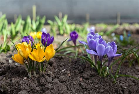 Rezultat imagine pentru Crocus Planting Guide