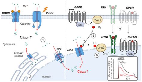 Ca2+ Signaling in Cardiovascular Fibroblasts