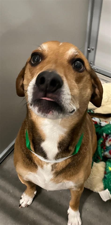 Pawgress Report Petsmart