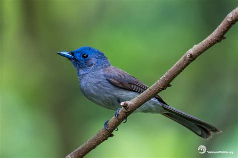 Balaenopteridae – Họ Cá Voi Lưng Gù | Vietnam Wildlife - wildlife in vietnam