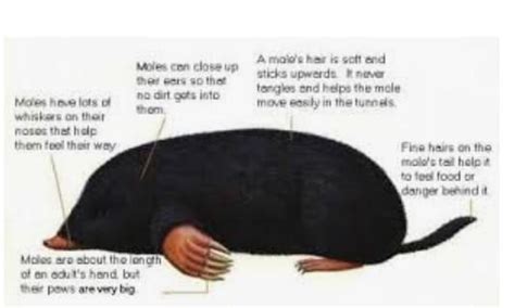 an amphibious sea animal with short limbs and thick fur or bristles ...