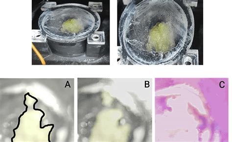 Mumbai: Amity University’s Spinach Callus Sent Via ISRO’s SpaDeX ...