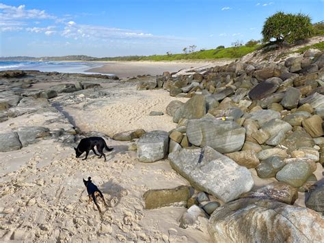 Dog-friendly beaches in Yamba — oceanstays.com.au