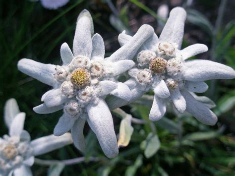 Edelweiss Flower Meaning - Home Alqu