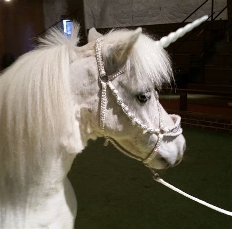 Land of Little Horses (2026) All You MUST Know Before You Go (w/ Reviews)