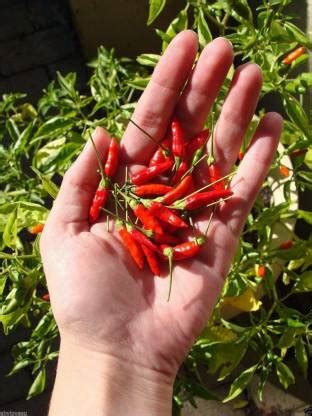 DROXTY ® XX-841-Red African Bird Eye Chilli Kanthari Mulaku; Thai ...