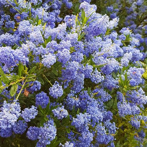 Evergreen Shrub With Blue Flowers
