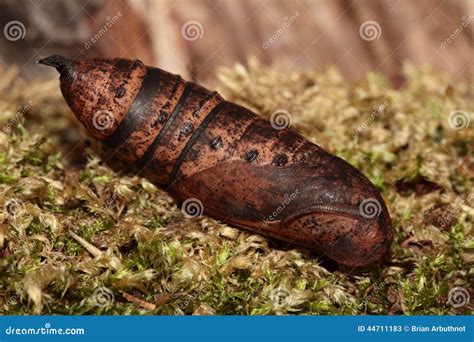 Elephant Hawk Moth Chrysalis. Stock Image - Image of chrysalis, green ...