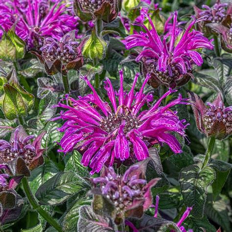 Best of Native Plants: Walking Tour, Merrifield Garden Center ...