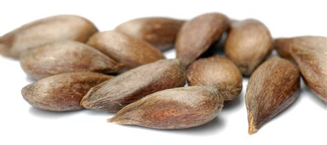 Edible Perennial Plant Propagation I: Stratification and Starting From ...