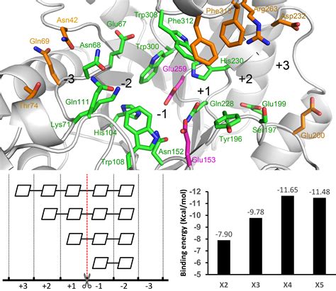 Understanding the Positional Binding and Substrate Interaction of a ...