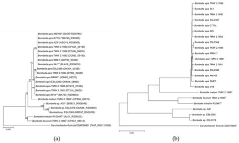Comparative Genomics of Acetic Acid Bacteria within the Genus Bombella ...