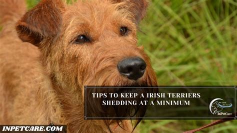 Do Irish Terriers Shed? 3 Tips To Control Its Shedding Level