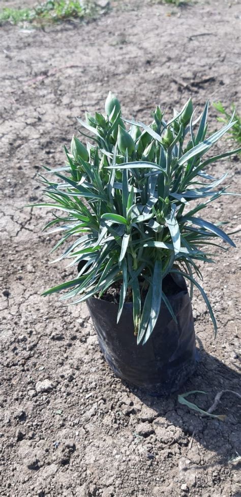 Carnation Plant online at Nursery Nisarga in India