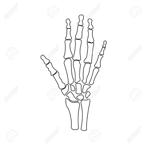 Hand Bones Drawing at GetDrawings | Free download