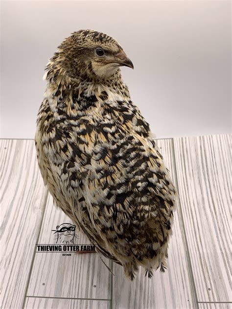 Jumbo Brown Coturnix Quail Hatching Eggs for Sale — Thieving Otter Farm