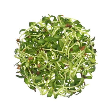 Methi Microgreens - Fresh Aisle - Fresh Aisle