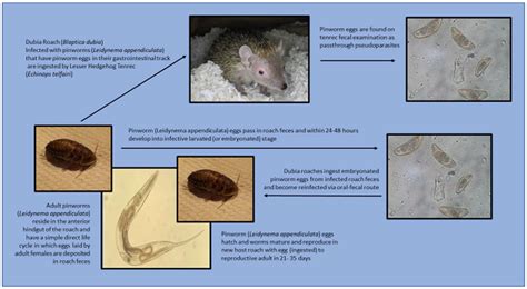 Pinworm Eggs In Poop