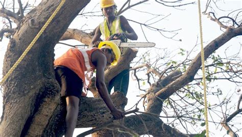 ODISHA FOREST DEVELOPEMENT CORPORATION