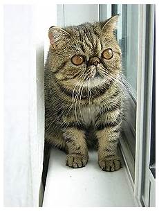 cat hair shorthair cat hair shorthair