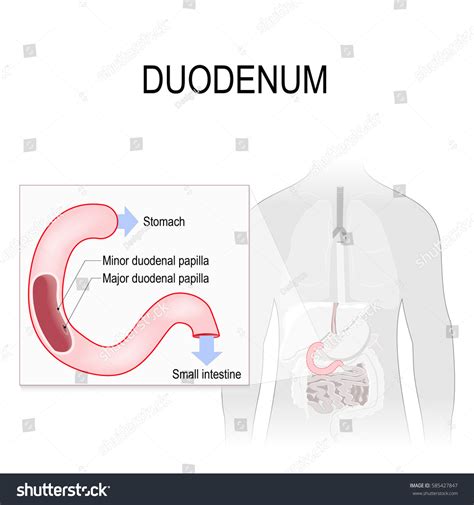 Duodenum Definition 的图像结果