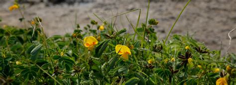 Official Website Of Kaas