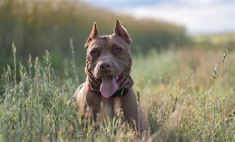 Rare dog breeds facing extinction