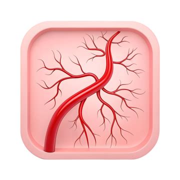 Artery Blood Vessel 3d Icon, 3d Icon, Vessel, Artery Blood PNG ...