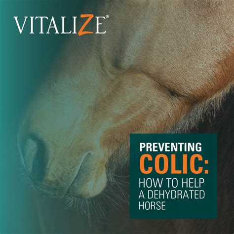 Your Horse: Hindgut Fermentation Explored - Vitalize