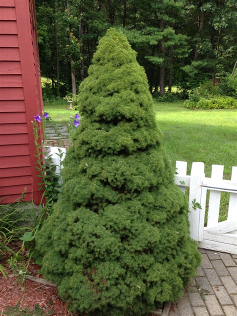 Picea glauca ‘Conica’ Dwarf Alberta Spruce, White Spruce Dwarf Alberta ...