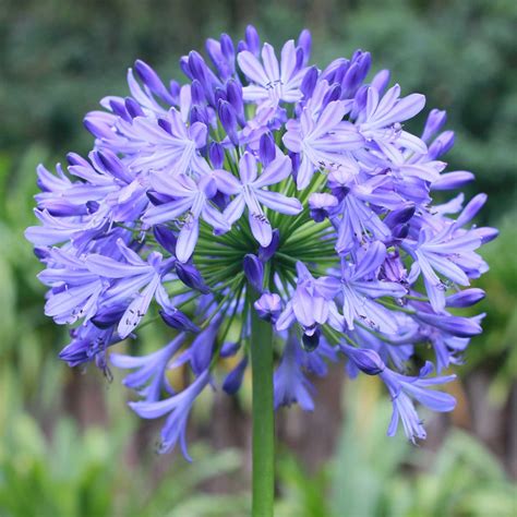 Lily of the Nile | Spring Flower Bulbs | Eden Brothers