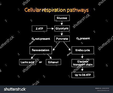 Cellular Respiration Concept Map For Kids