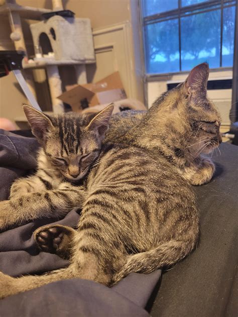 very rare two headed cat 😹 : r/cats