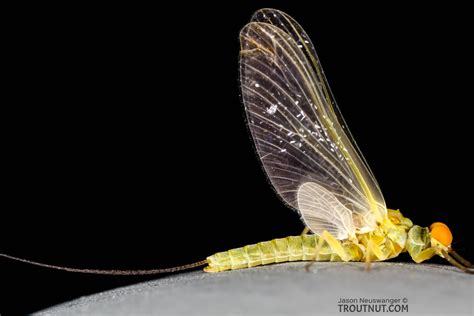 Mayfly Encyclopedia: 4900+ photos, life cycles, & fly fishing hatches