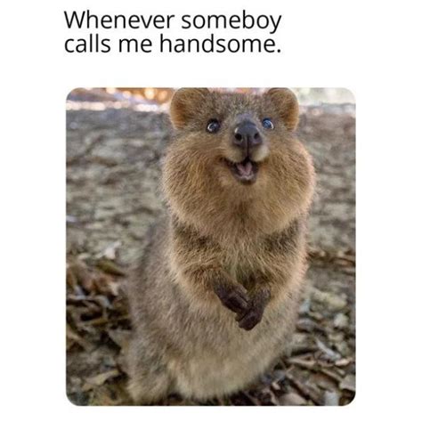 10 Adorable Quokka Memes because They're Just So Cute! I Mean, Just ...