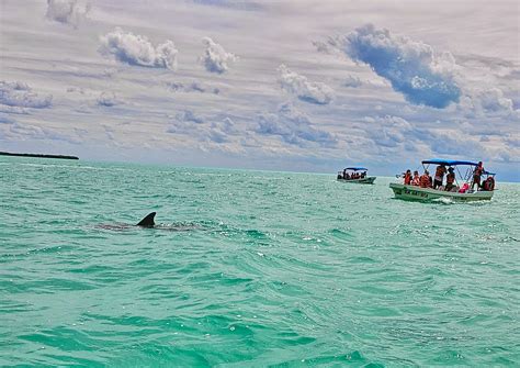 Where To See Wildlife In Cancun And The Mexican Caribbean | Together To Wherever