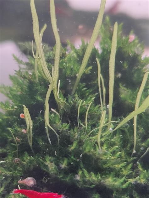 Image result for Growing Java Moss