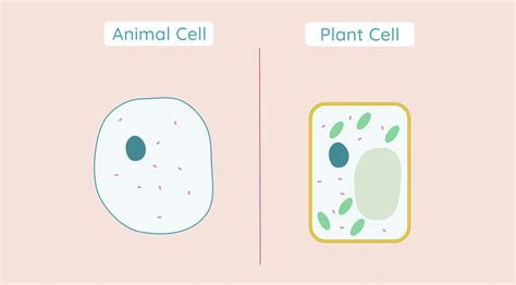 Cells 的图像结果
