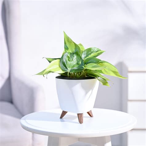 Buy Premium Philodendron Brasil plant | Beautiful variegated foliage ...