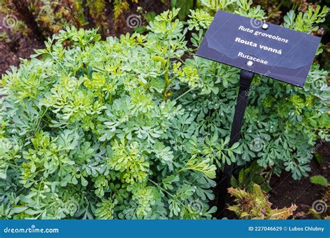 Common Rue or Herb of Grace Ruta Graveolens Herbal Plant in the Garden ...