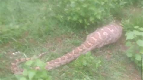Odisha: 12-Ft-Long Python Enters Villa, Swallows Goat In Berhampur ...