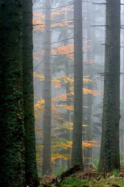 Image result for T-Tree